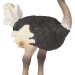 Фигурка Африканский страус Papo